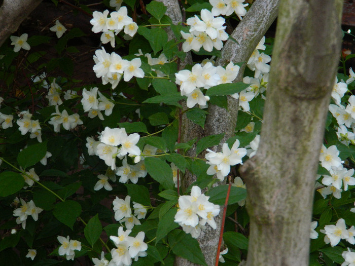 DSCN4807 - MAI 2012