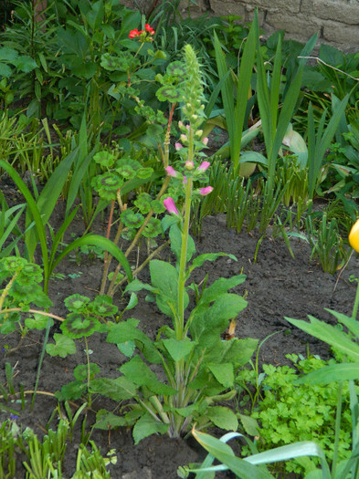 DSCN4843