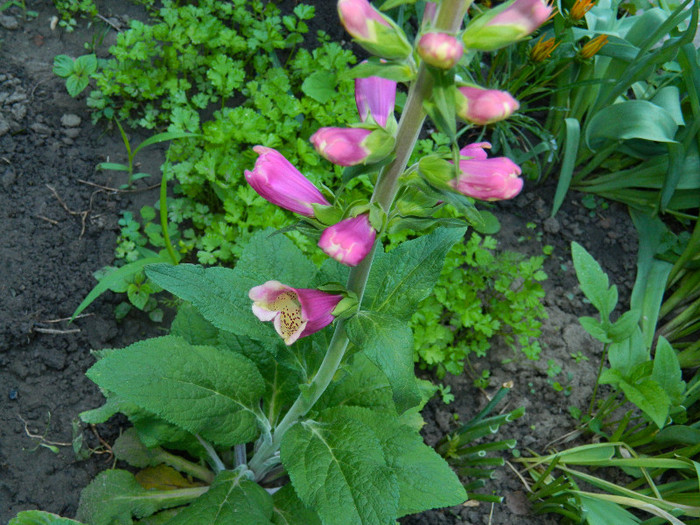 DSCN4873