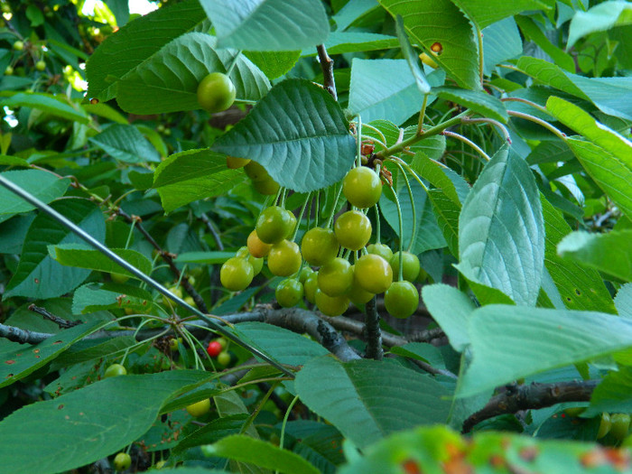 DSCN4884
