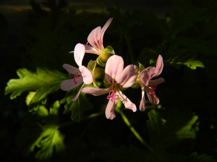 DSCN4889 - MAI 2012