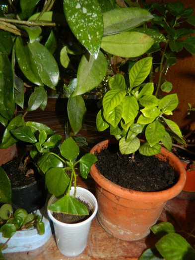 DSCN4895