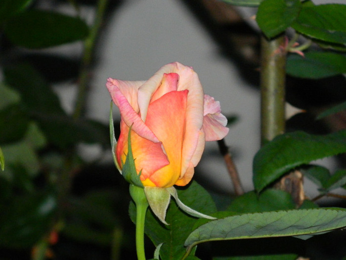 DSCN4925 - MAI 2012