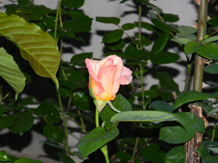 DSCN4927
