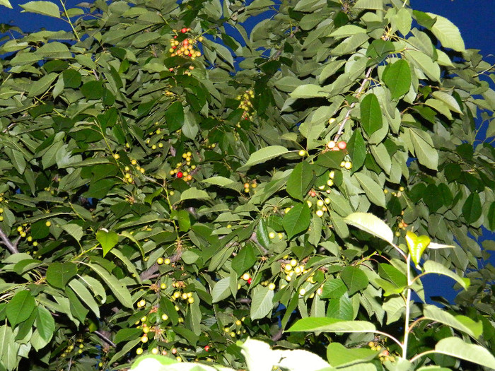 DSCN4973
