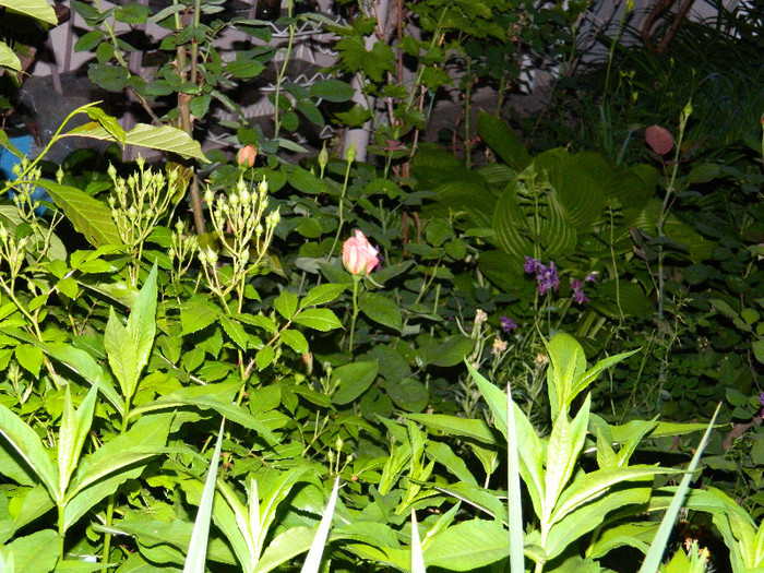 DSCN4974
