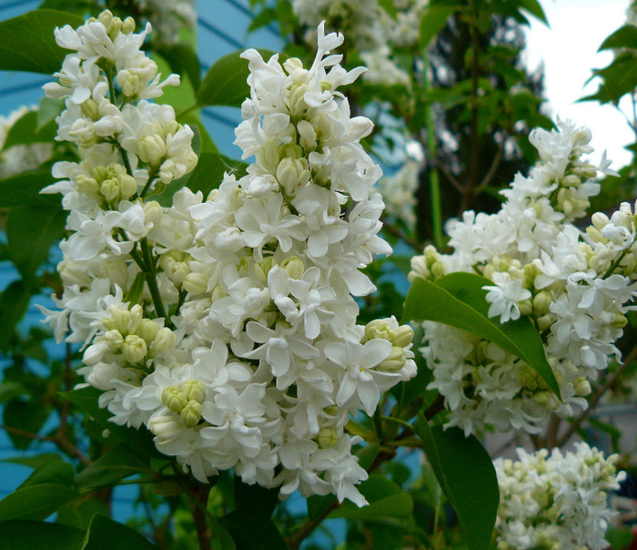 P1520476 - LILIACUL