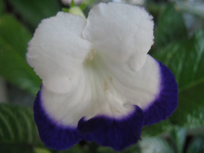  - streptocarpus Roulette Azur