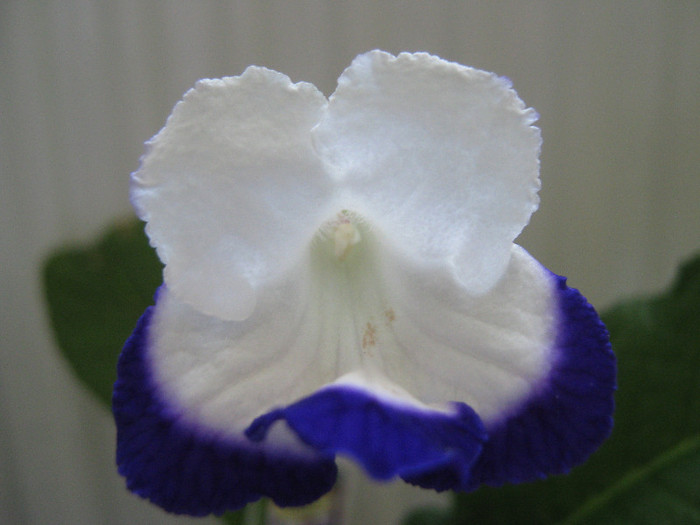  - streptocarpus Roulette Azur