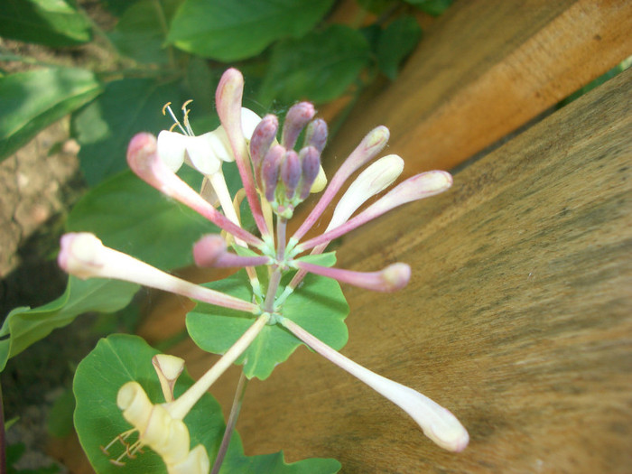 lonicera