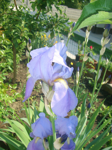 iris bleu - vara 2012