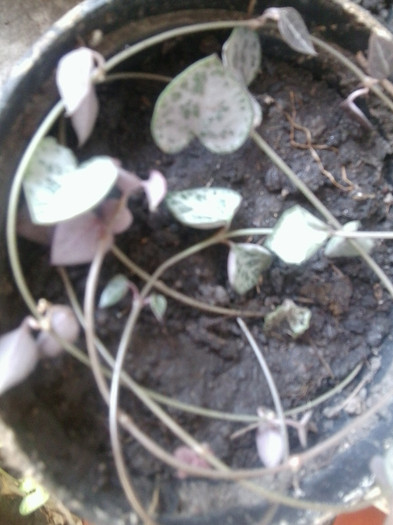 ceropegia lineares woodii - cactusi si suculente