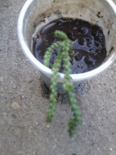 suculenta-multumesc ileana - cactusi si suculente