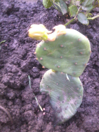 opuntia de gradina