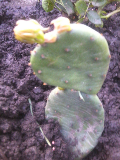 multumes  c ileana - cactusi si suculente
