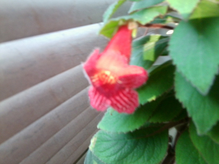 kohleria eriantha - gesneriade ---2012