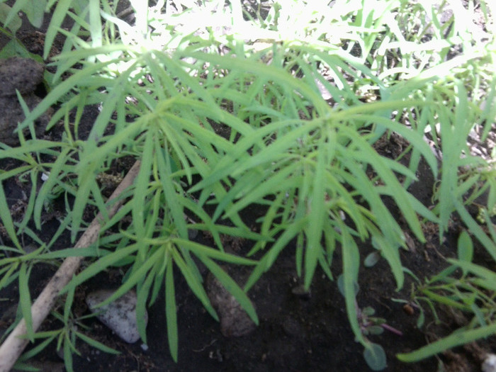 seminte braduti lidia