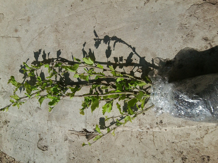 hibiscus alb dublu -jeanne d,arc