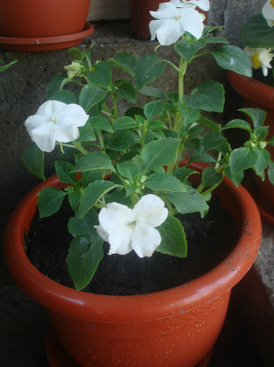 DSC06038; sporul casei
