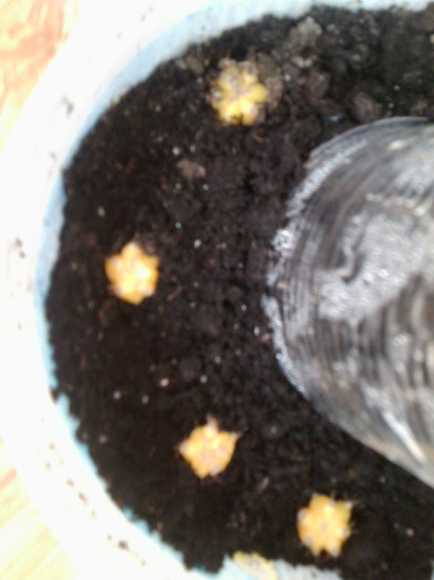 puisori cactus galben - Reusite