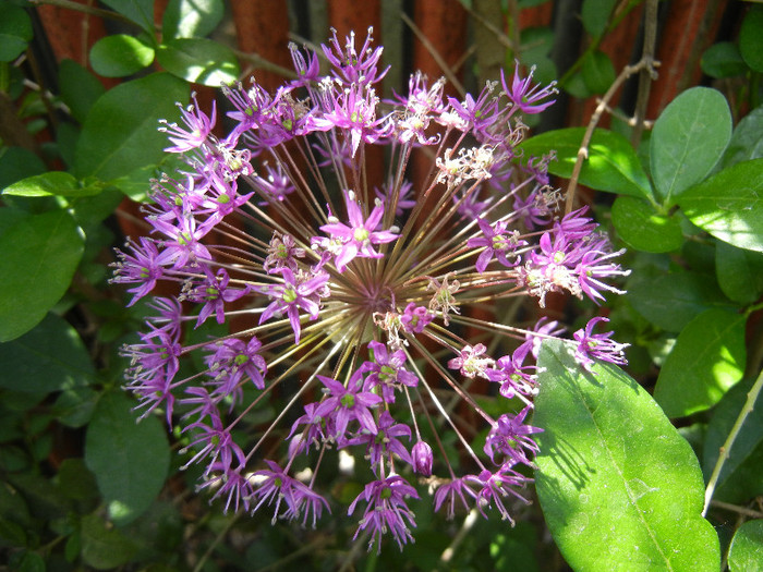 Allium Purple Sensation (2012, May 11)