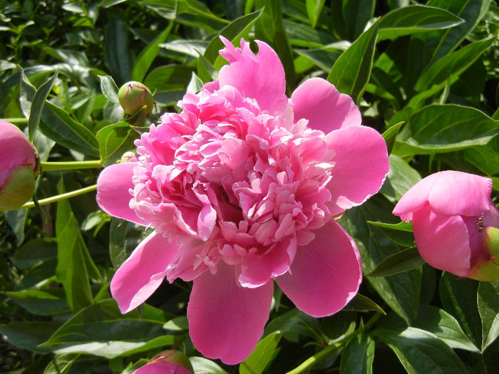Peony. Bujor (2012, May 11) - BUJORI_Peony Paeonia