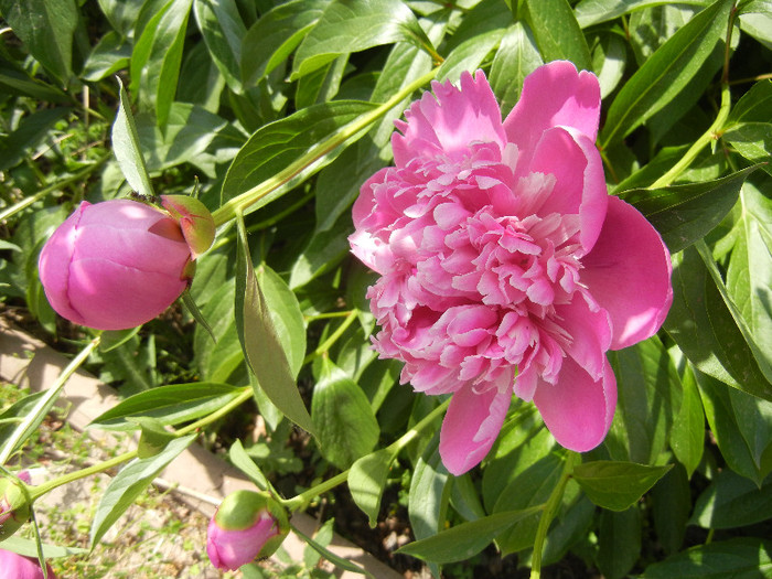 Peony. Bujor (2012, May 11) - BUJORI_Peony Paeonia