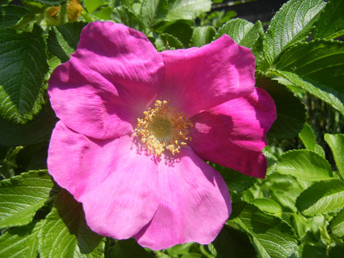 Rosa rugosa (2012, May 11) - ROSA Rugosa_Rugosa Rose