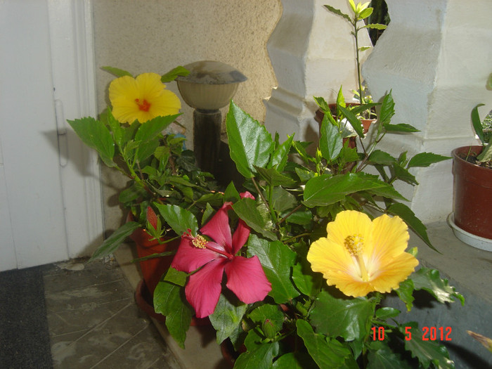 poze 526 - 09-2012-HIBISCUS