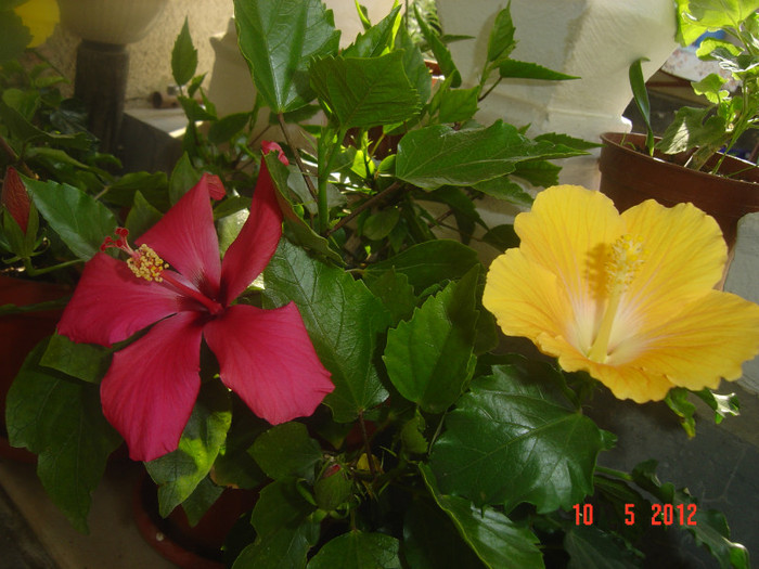 poze 525 - 09-2012-HIBISCUS