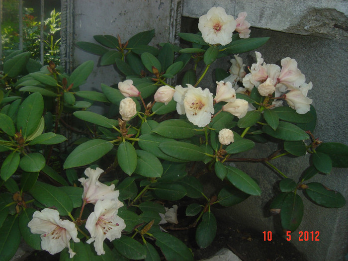 RHODODENDRON