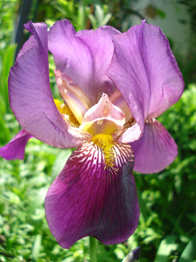 11.05.2012, violet de la Bakker - infloriti 2012