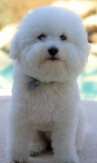 66300797_2-Imagini-ale-vand-catel-bichon-maltesse-pui-si-alte-rase-de-talie-mica