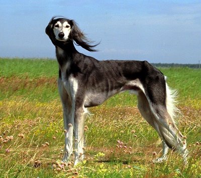 Saluki; saluki, rasa mea favorita de caine
