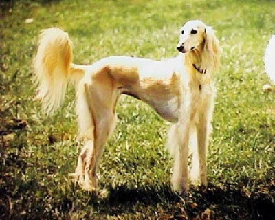 Saluki3; saluki, rasa mea favorita de caine
