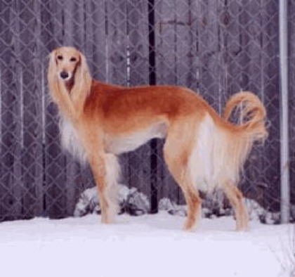 saluki3ret - CAtelusi