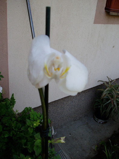 10 lei