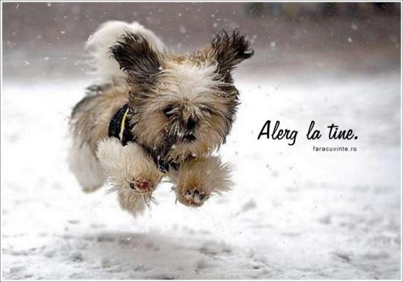 normal_catelus - CAtelusi