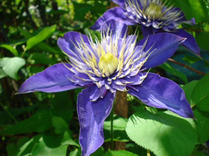 DSC08811 - Clematis 2012