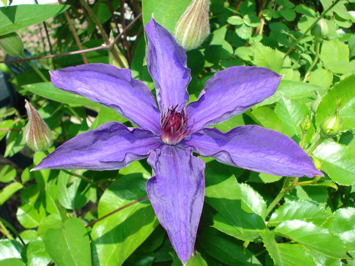 "The President" - Clematis 2012