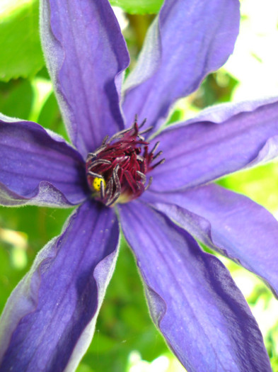 DSC08782 - Clematis 2012