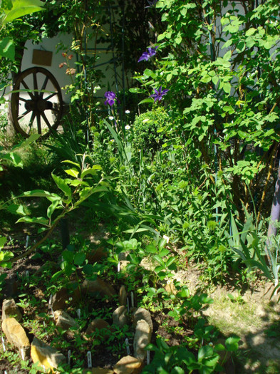 DSC08785 - Clematis 2012