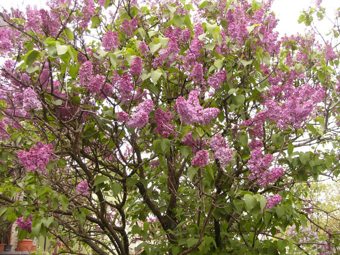 Siringa vulgaris 2012 - Plante de gradina