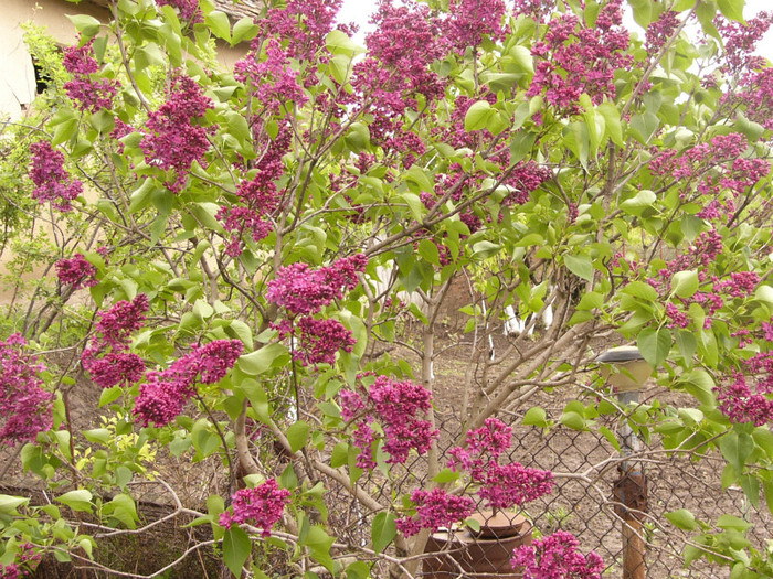 Siringa vulgaris 2012 - Plante de gradina