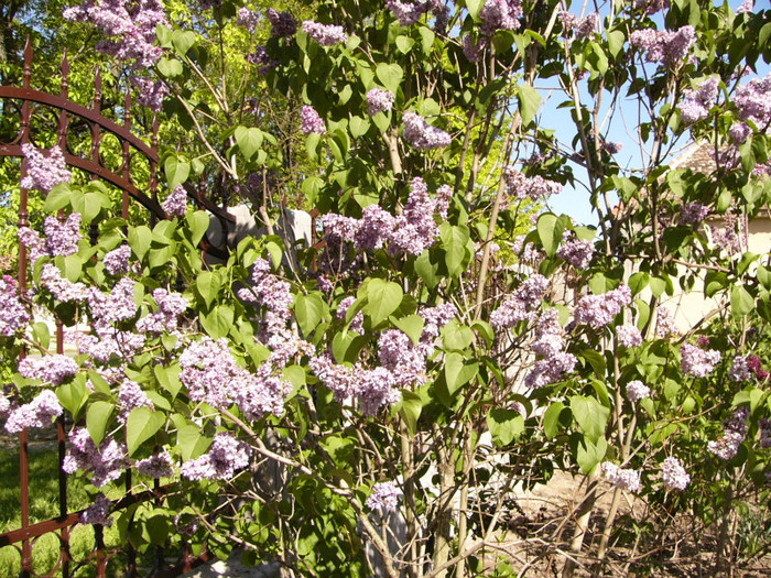 Siringa vulgaris 2012 - Plante de gradina