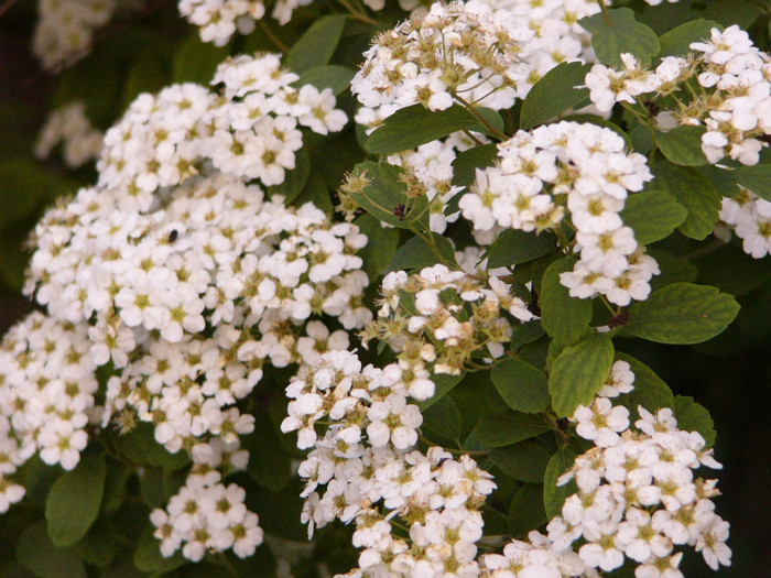 Spireea 2012 - Plante de gradina