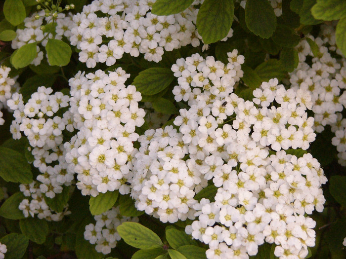 Spireea 2012 - Plante de gradina