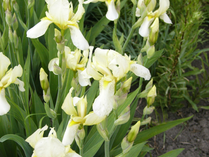 P1170388 - Plante de gradina