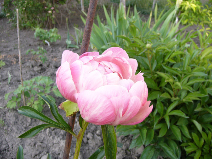 Paeonia choral charm - Plante de gradina