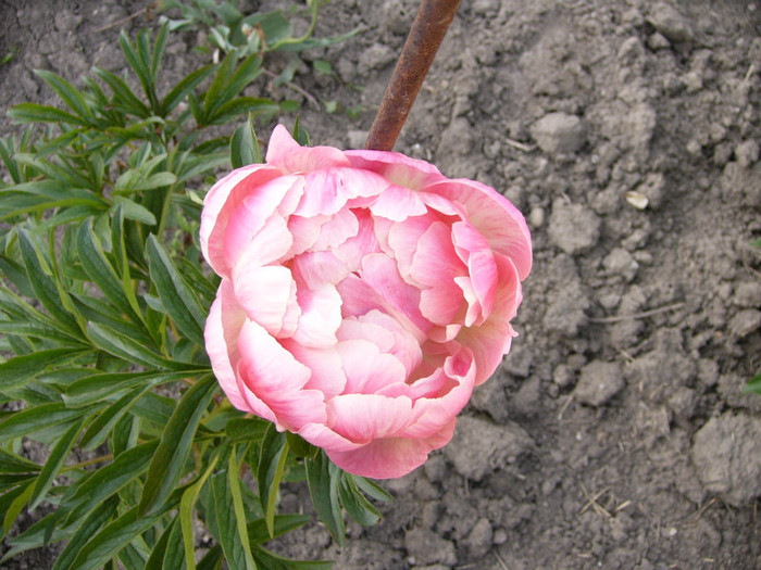 Paeonia choral charm - Plante de gradina